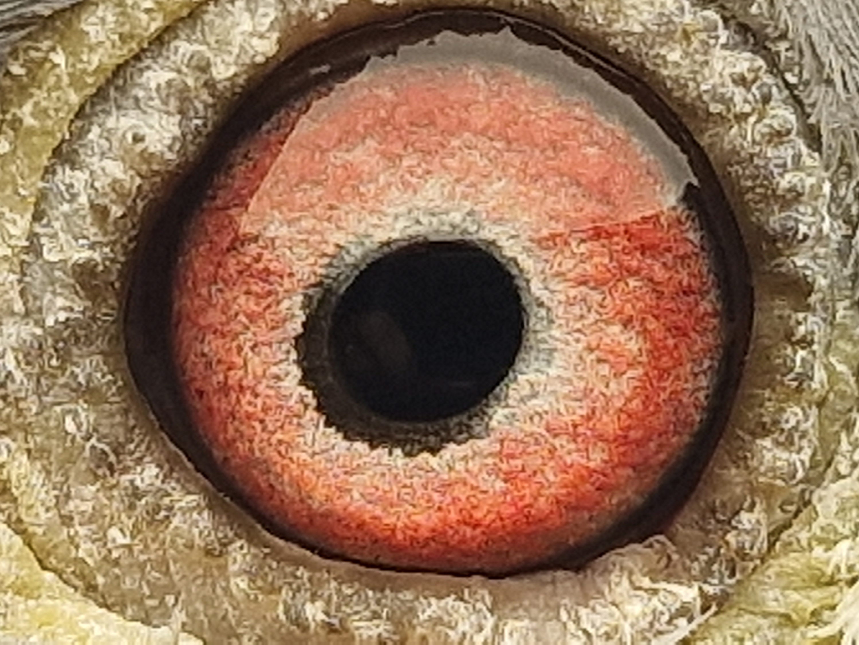 Pigeon eye